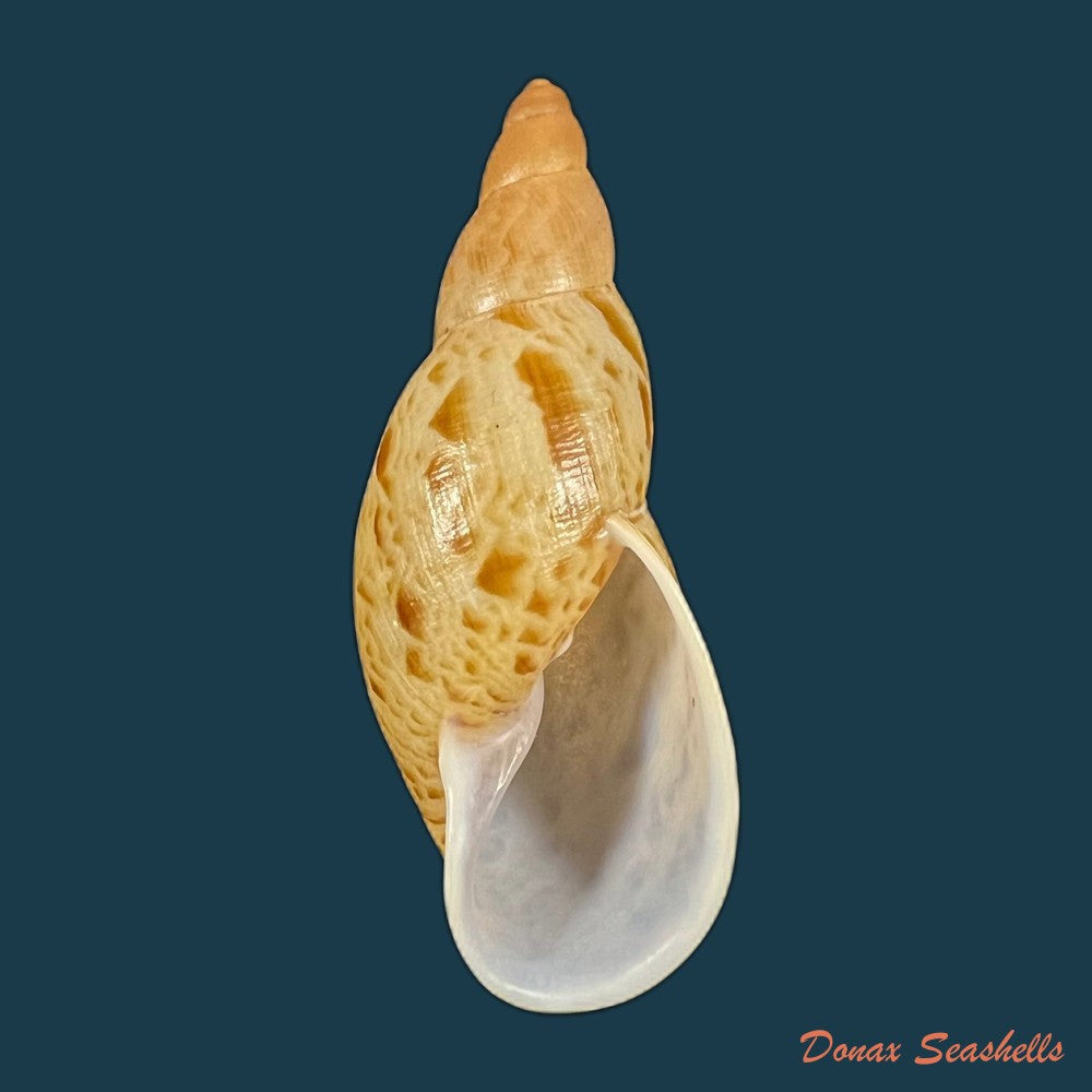 eumecostylus-hargravesi-j-c-cox-1871-56-6mm-copia