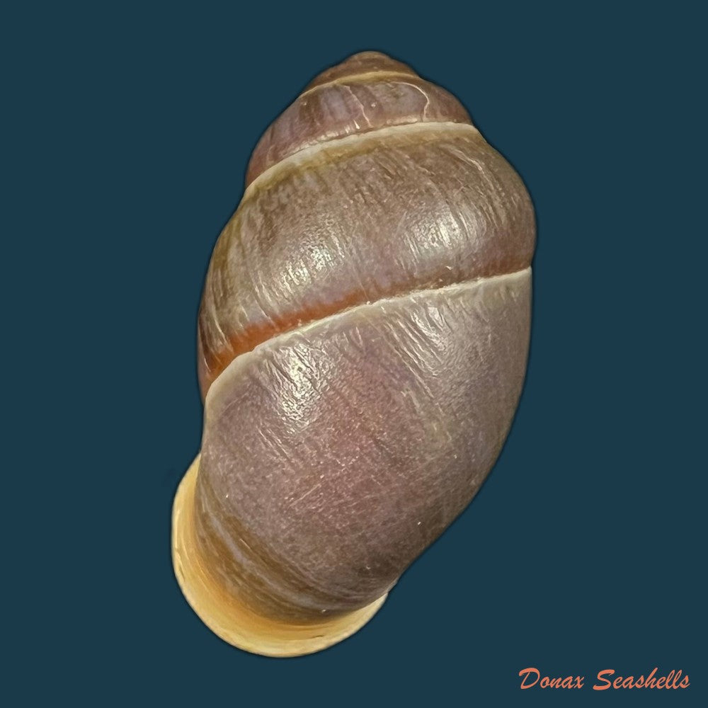 eumecostylus-hargravesi-j-c-cox-1871-57-1mm-copia