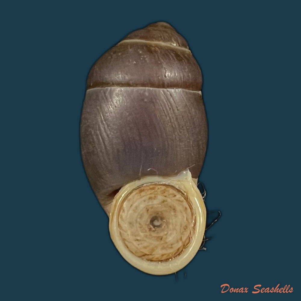 eumecostylus-hargravesi-j-c-cox-1871-57-1mm-copia