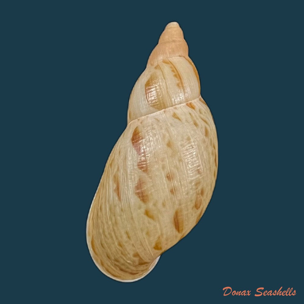 eumecostylus-hargravesi-j-c-cox-1871-58-9mm-copia-1