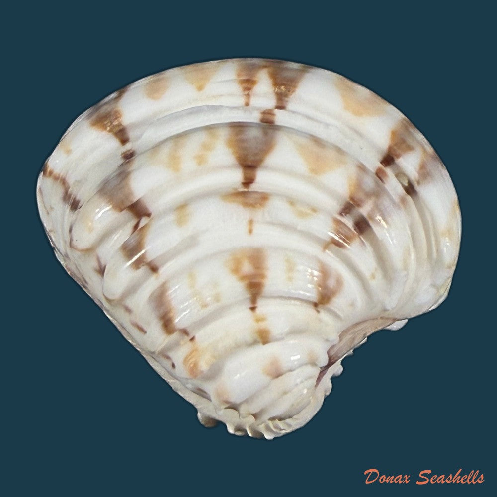 eurhomalea-rufa-lamarck-1818-104-1mm-copia