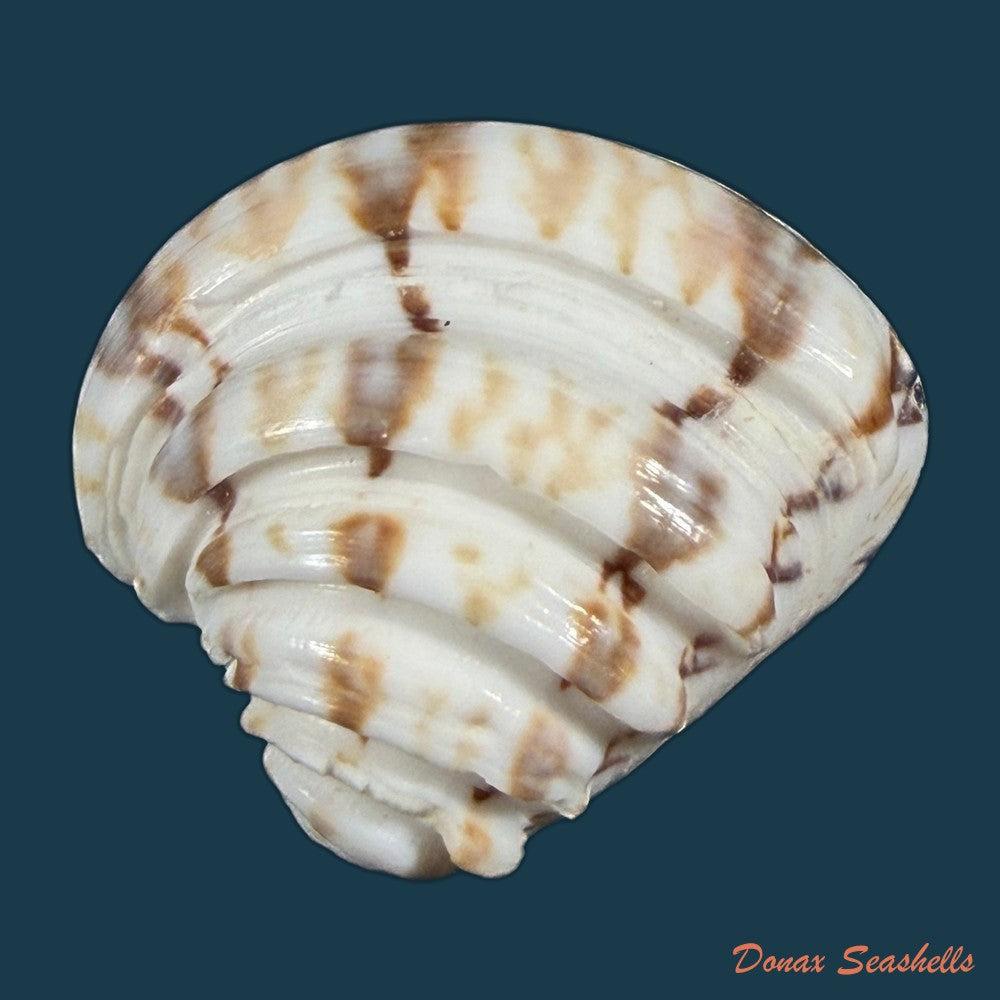 eurhomalea-rufa-lamarck-1818-104-1mm-copia