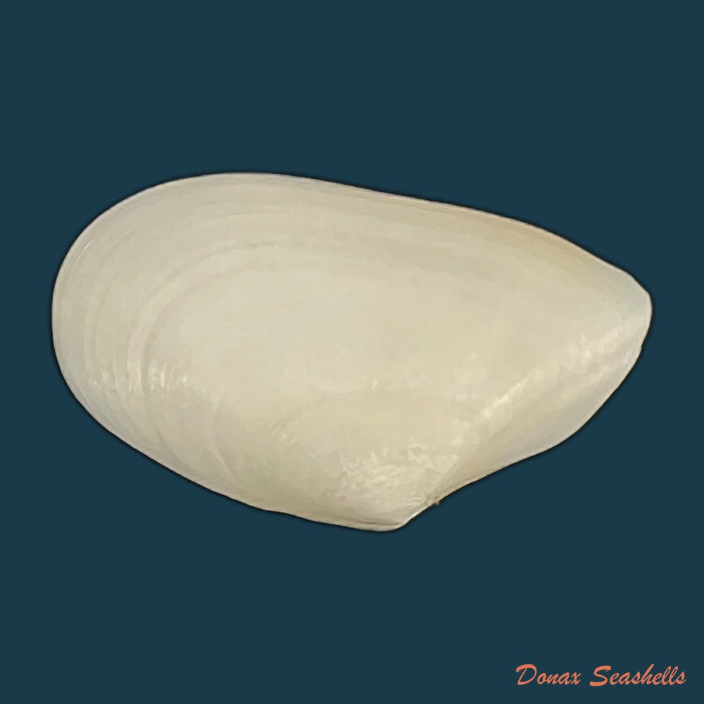 eurytellina-lineata-w-turton-1819-25-2mm-copia