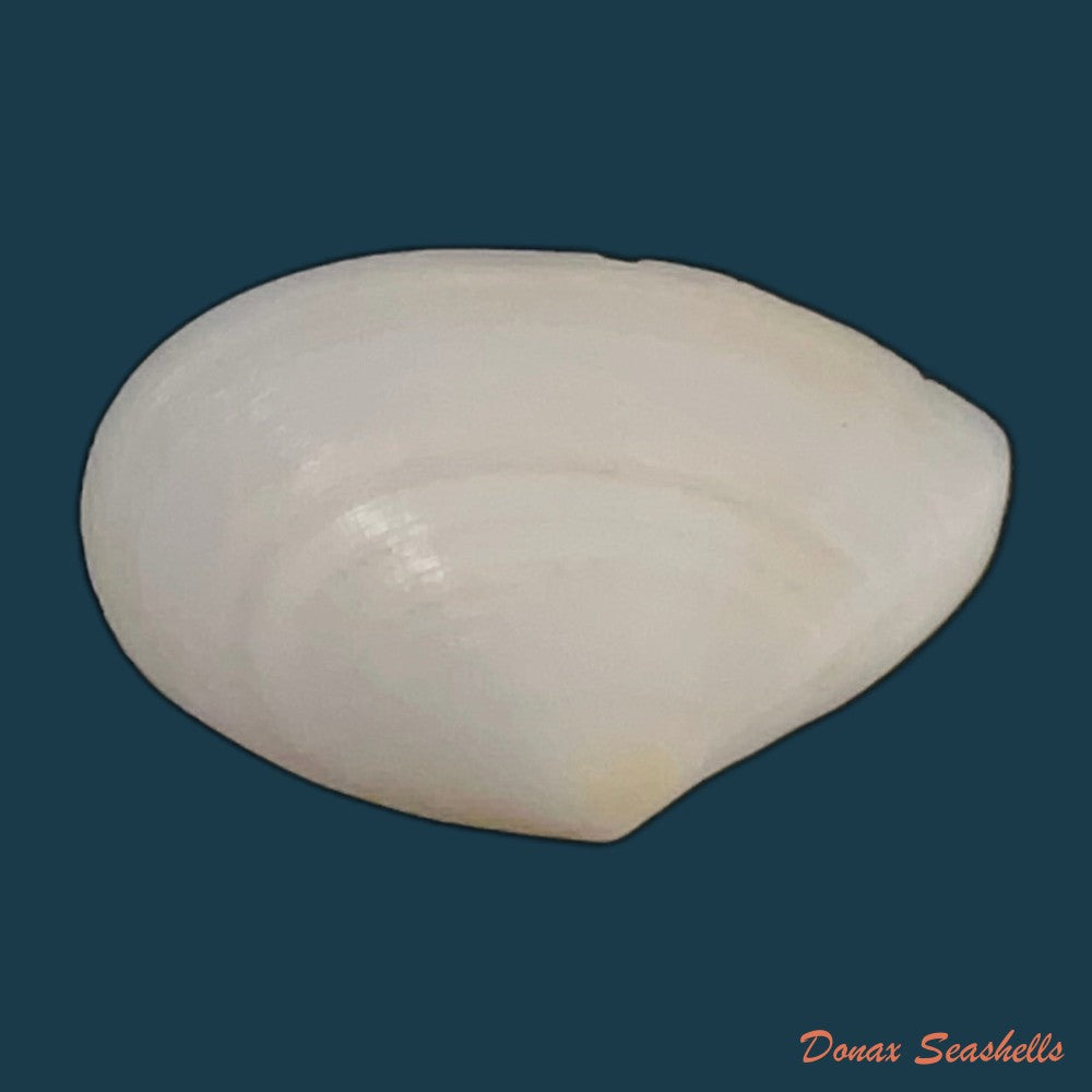 eurytellina-lineata-w-turton-1819-25-4mm-copia