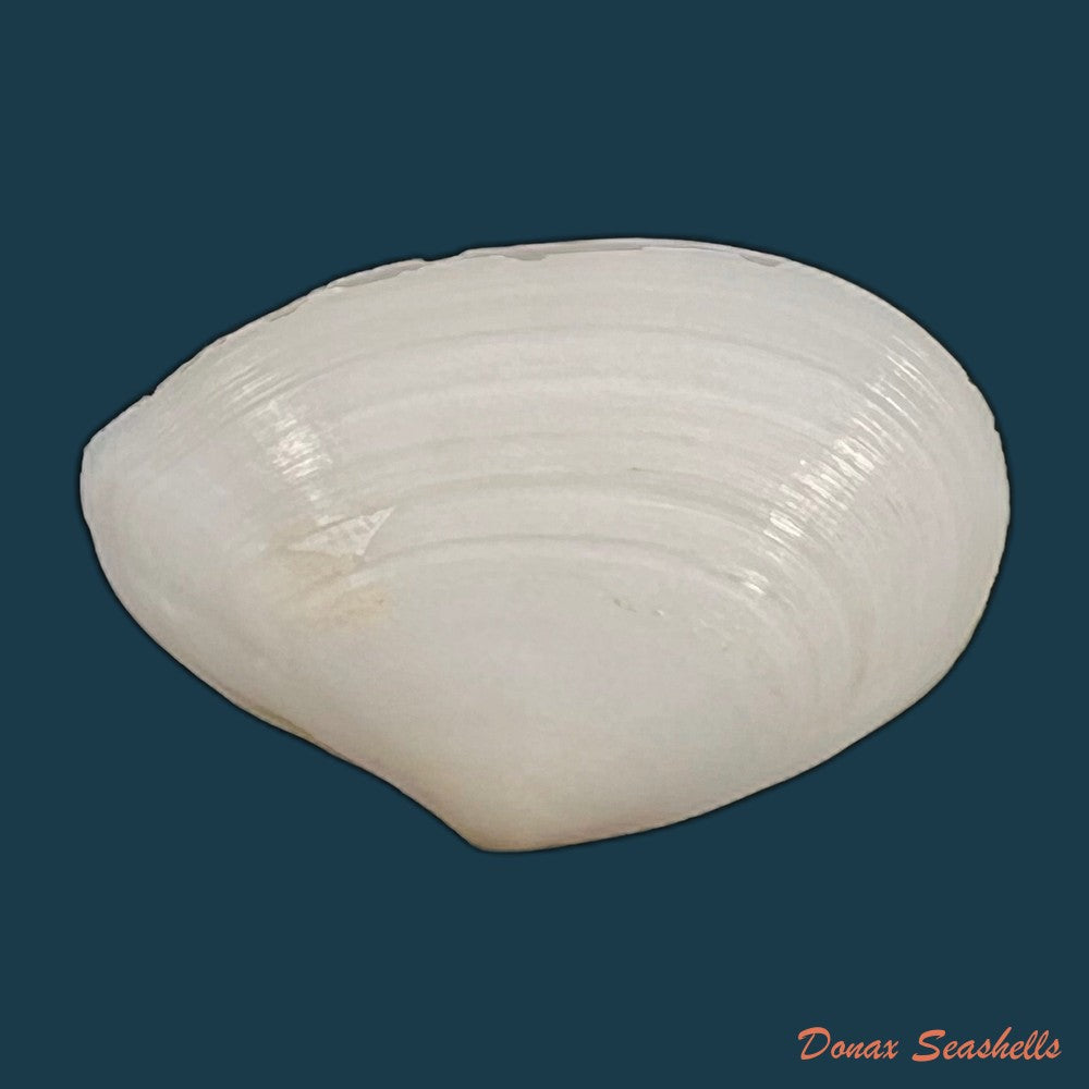 eurytellina-lineata-w-turton-1819-25-4mm-copia