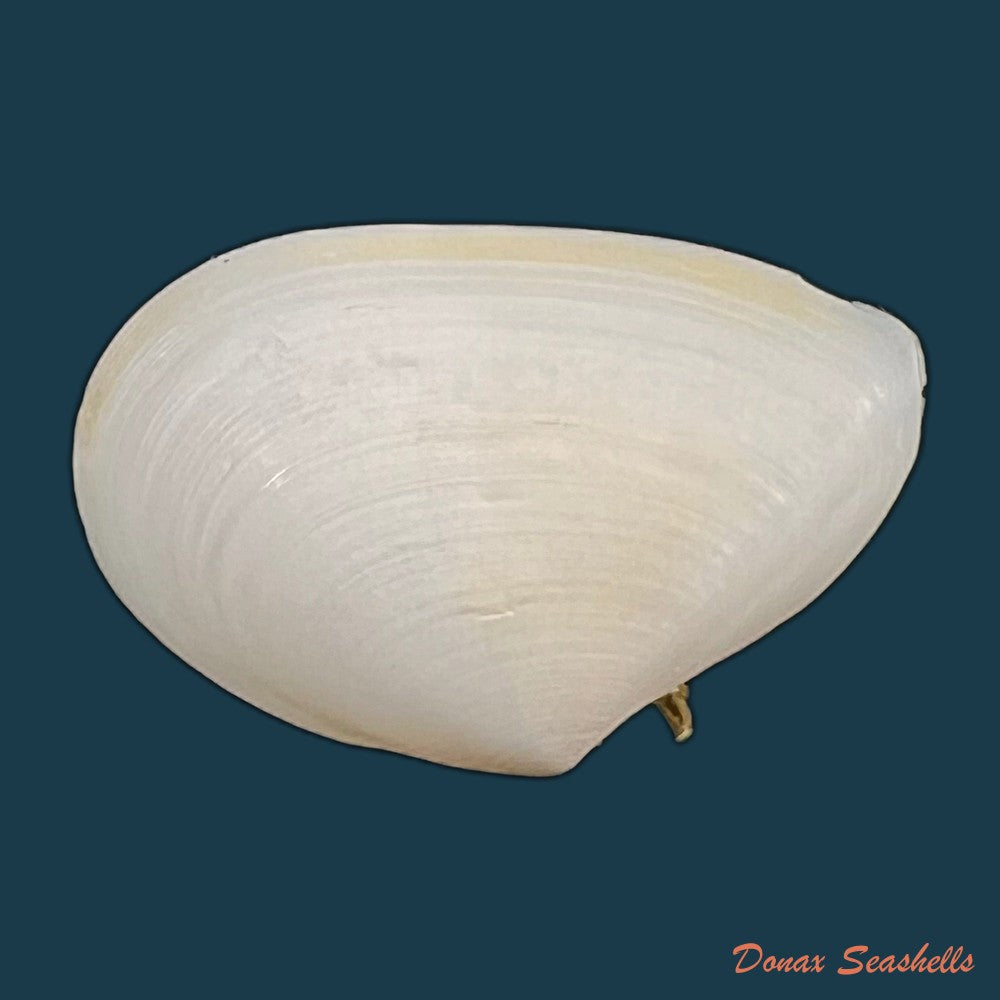 eurytellina-lineata-w-turton-1819-25-5mm-copia