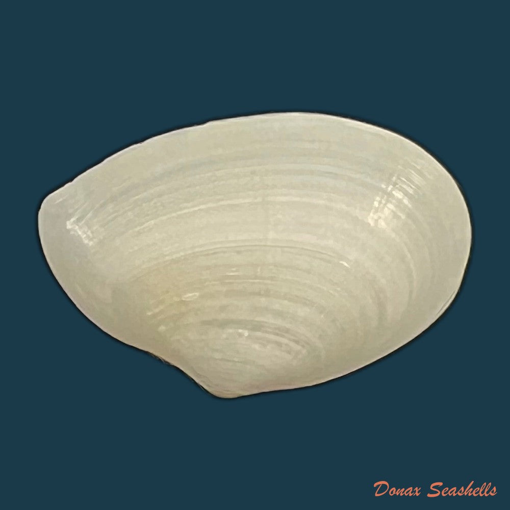 eurytellina-lineata-w-turton-1819-25-8mm-copia