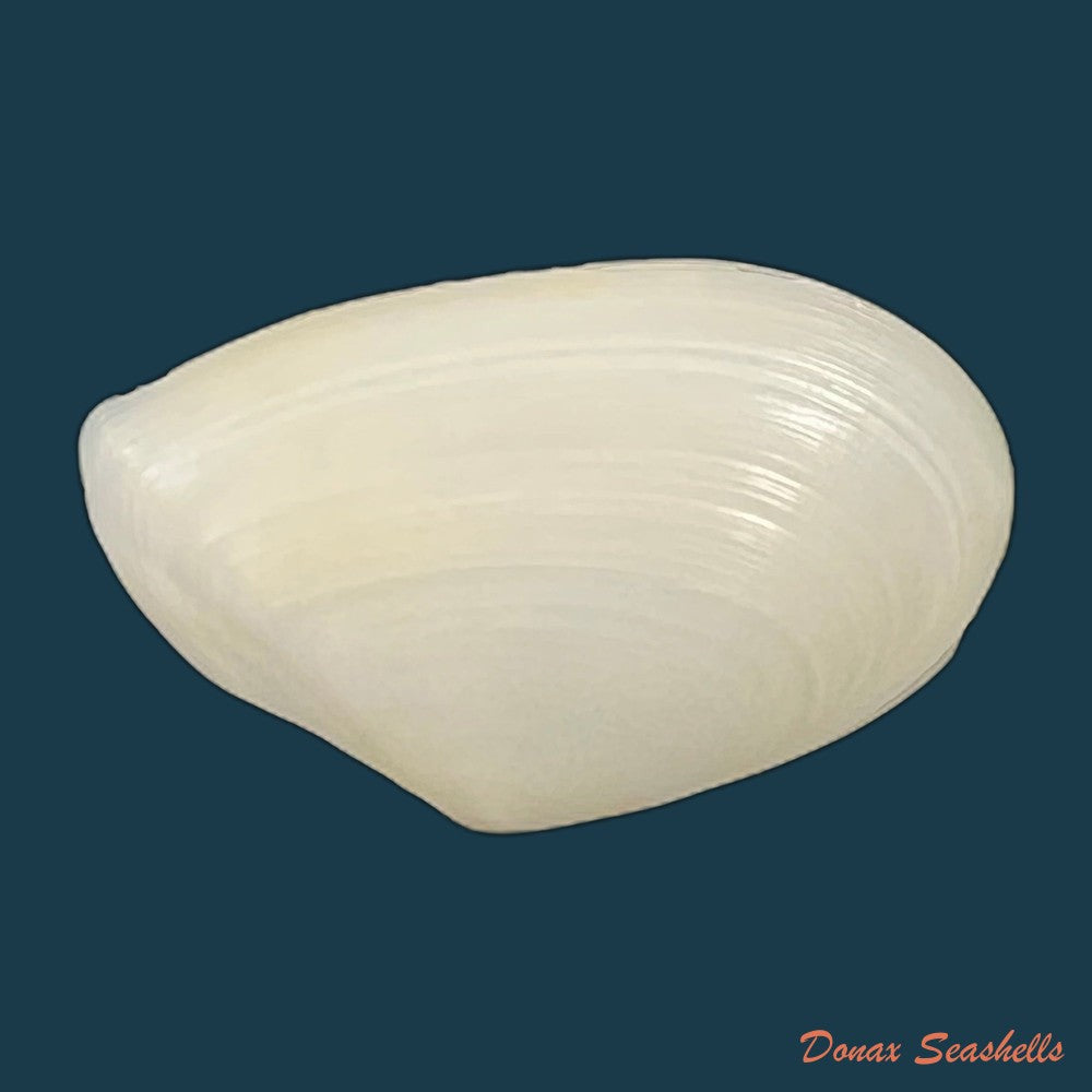 eurytellina-lineata-w-turton-1819-26-3mm-copia