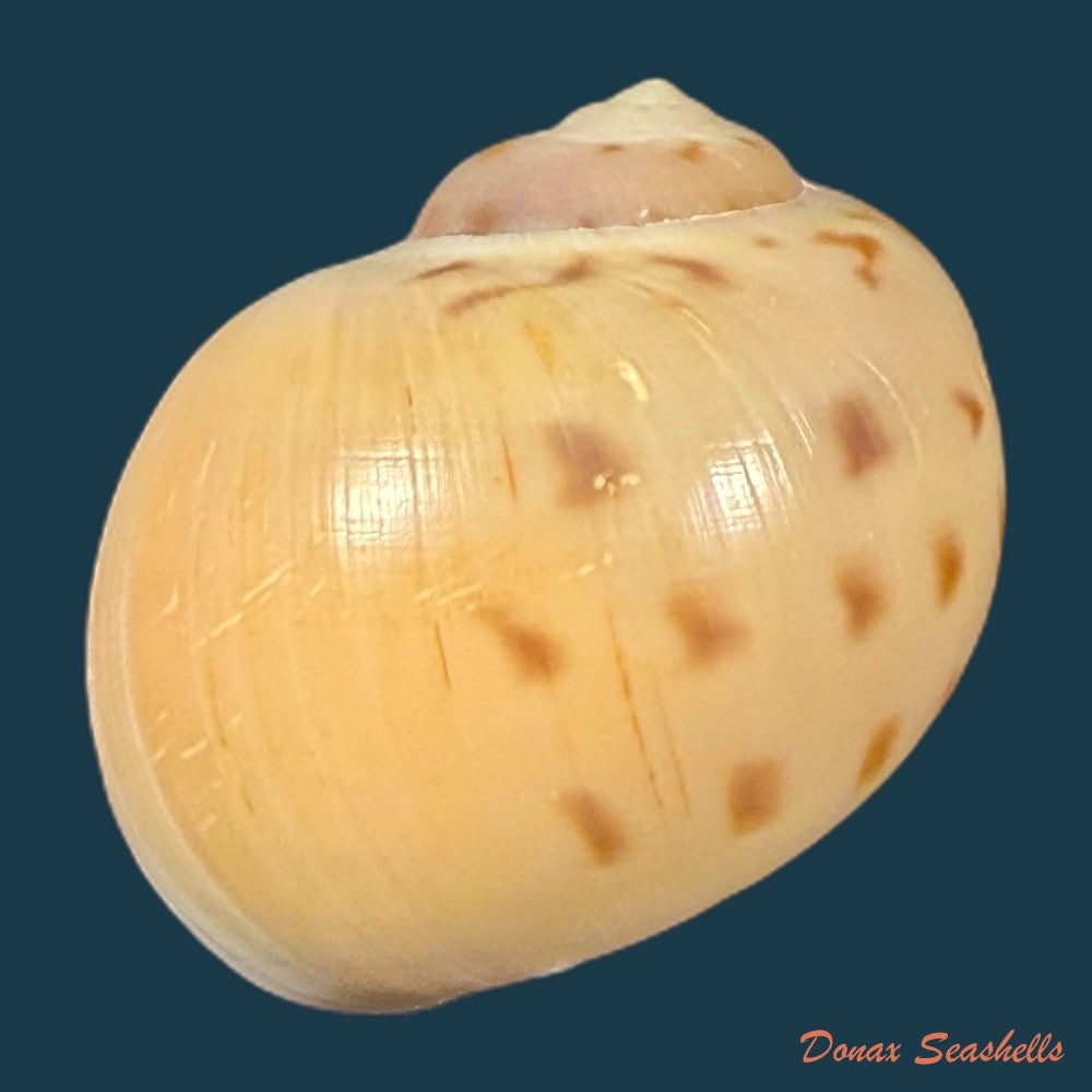 euspira-grossularia-marche-marchad-1957-23-3mm-copia