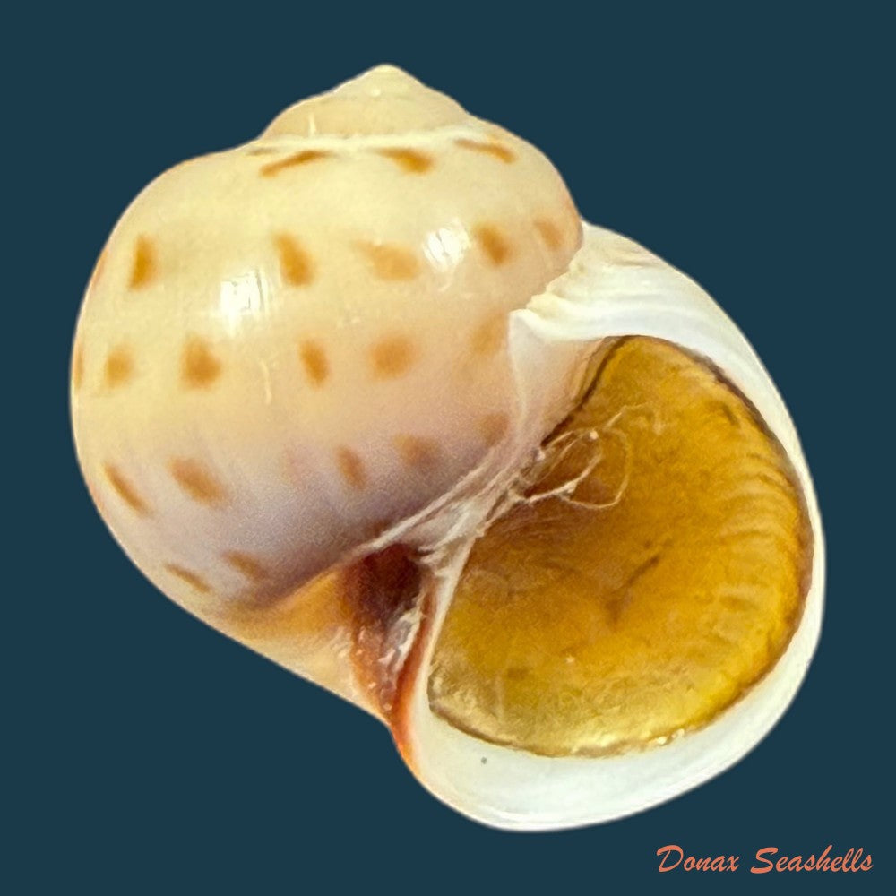 euspira-grossularia-marche-marchad-1957-23-3mm-copia