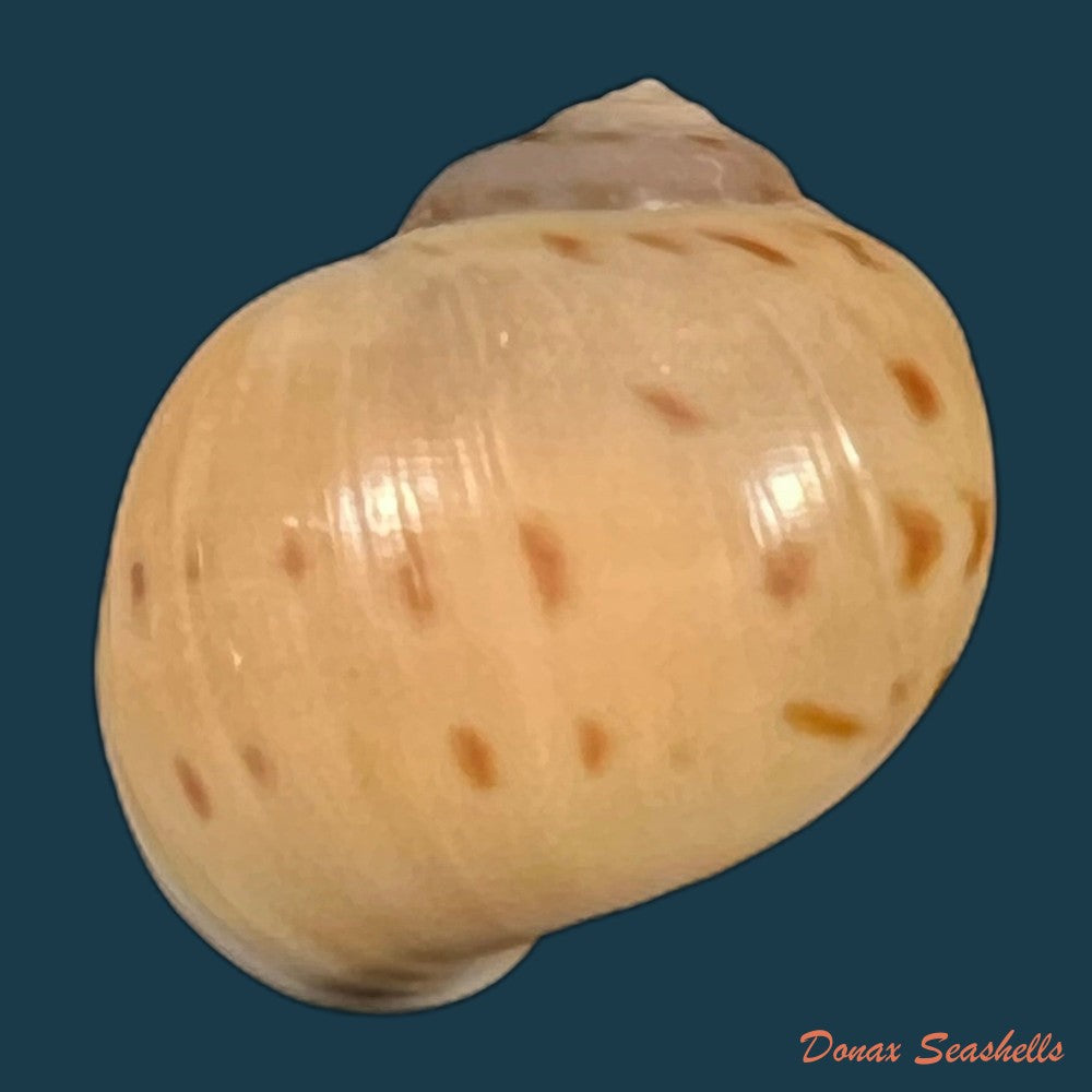 euspira-grossularia-marche-marchad-1957-23-4mm