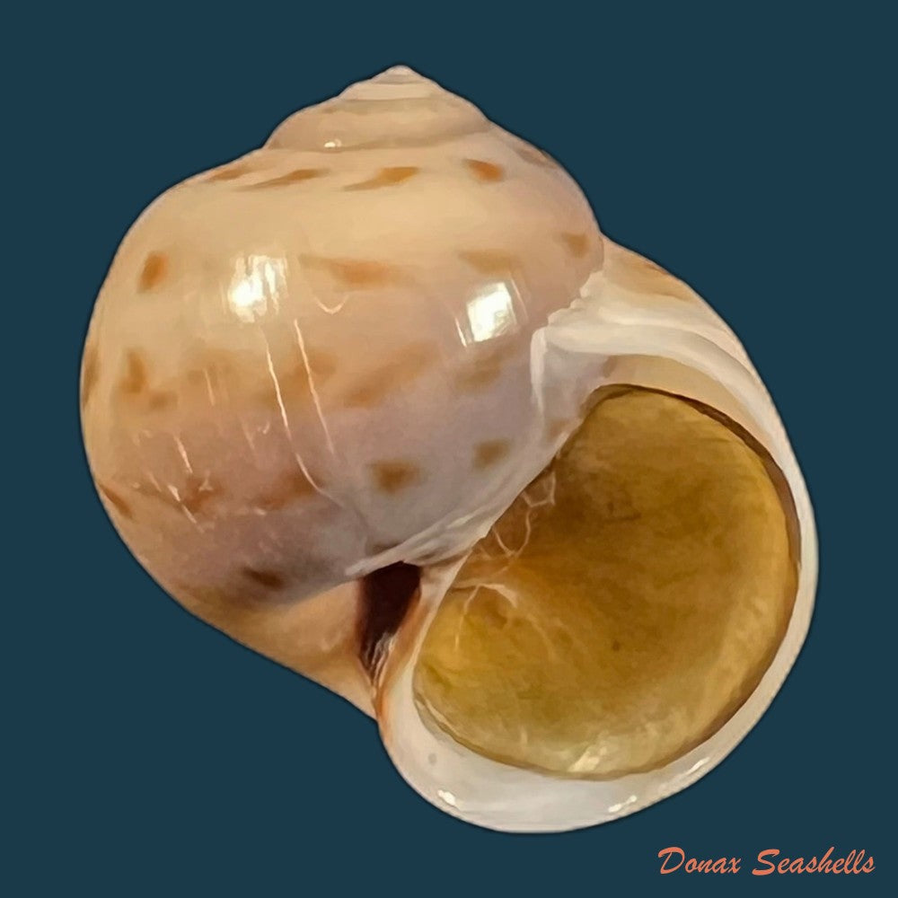 euspira-grossularia-marche-marchad-1957-23-4mm