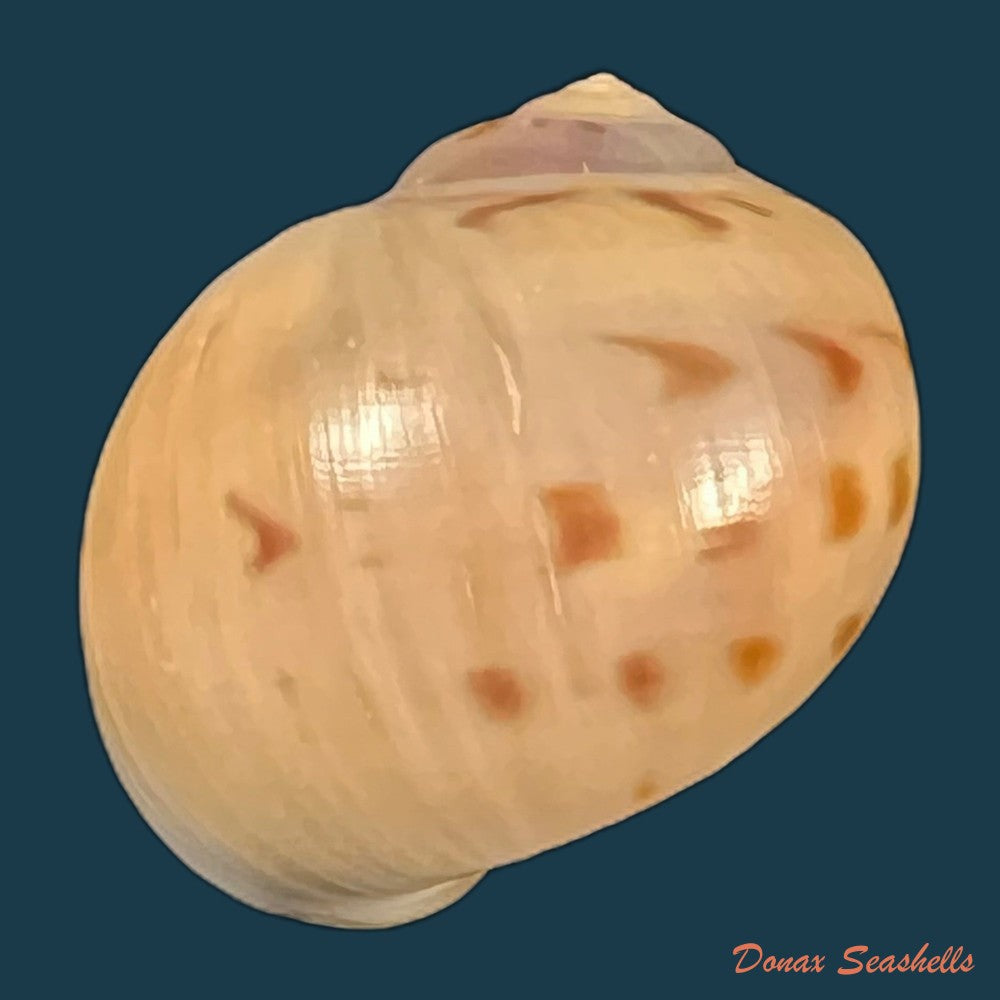 euspira-grossularia-marche-marchad-1957-24-3mm