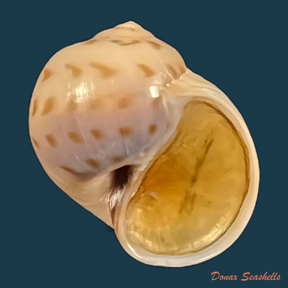 euspira-grossularia-marche-marchad-1957-24-3mm
