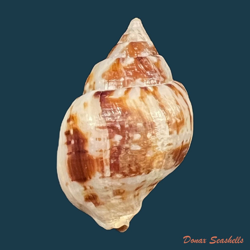 euthria-boavistensis-cosel-1982-22-7mm-copia-1