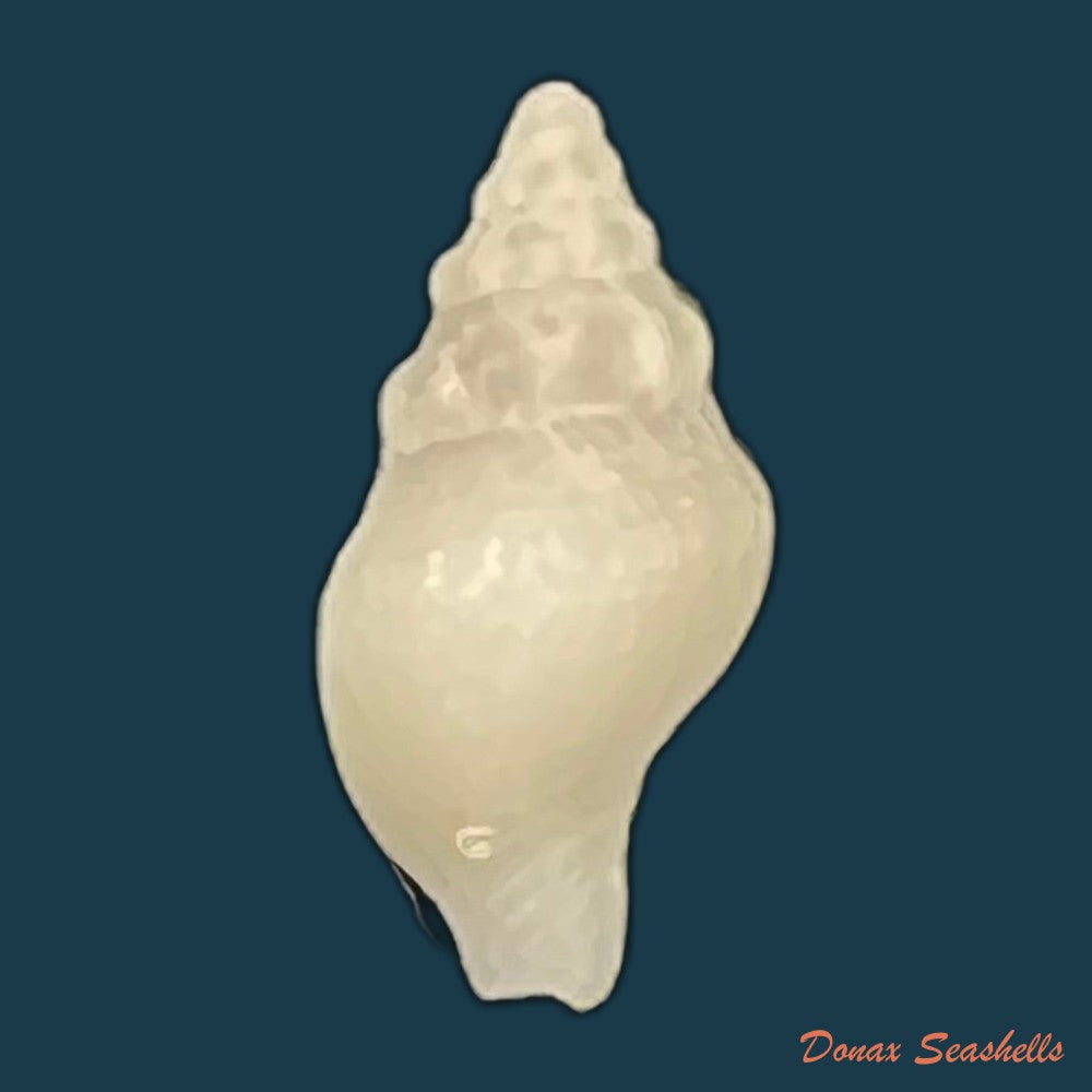 euthria-boavistensis-cosel-1982-22-7mm-copia