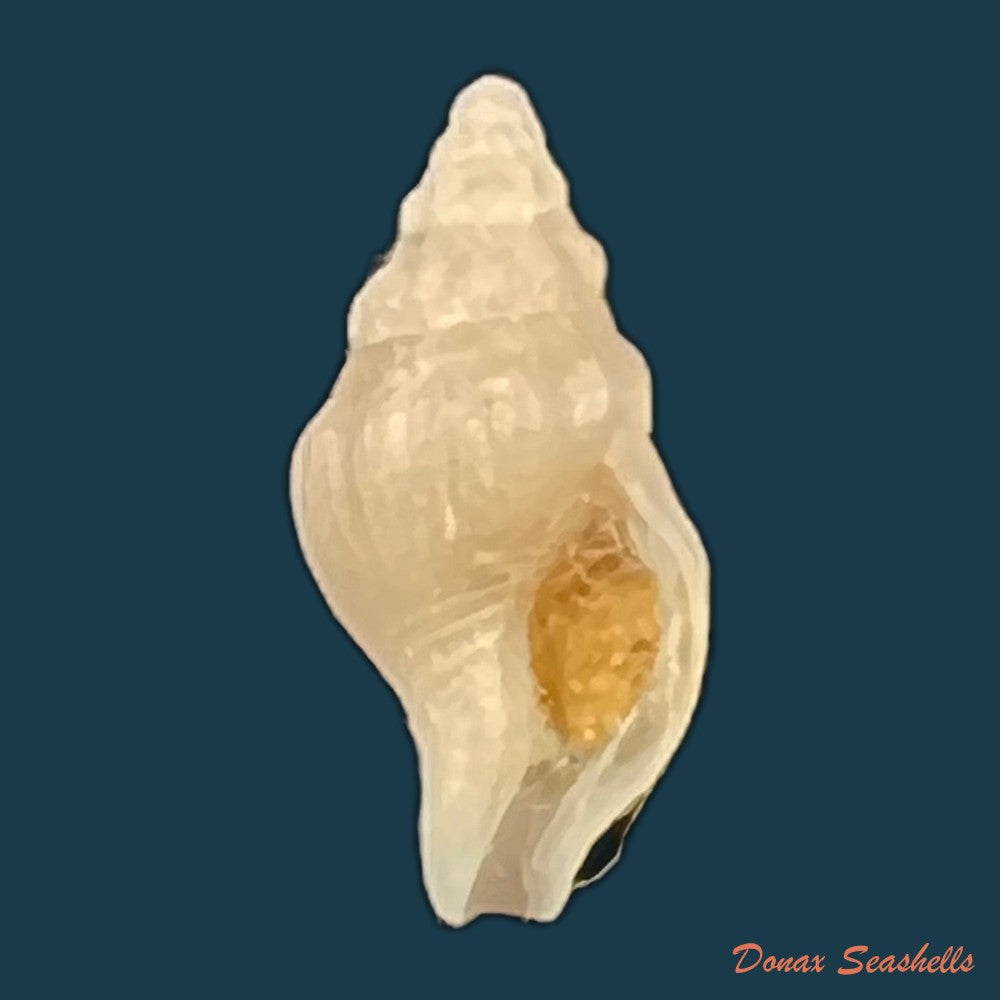 euthria-boavistensis-cosel-1982-22-7mm-copia