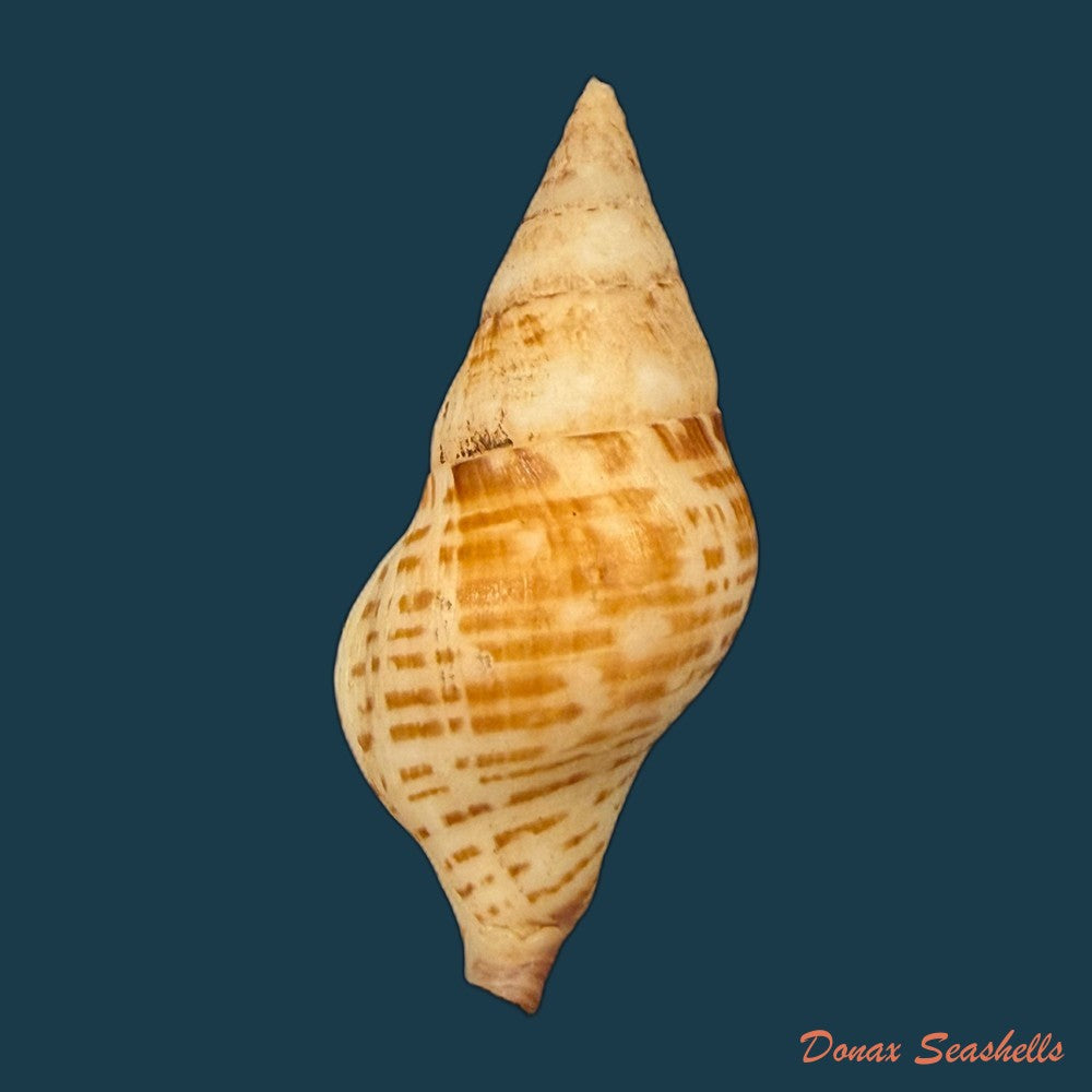 euthria-calypso-cosel-burnay-1983-42-1mm-copia