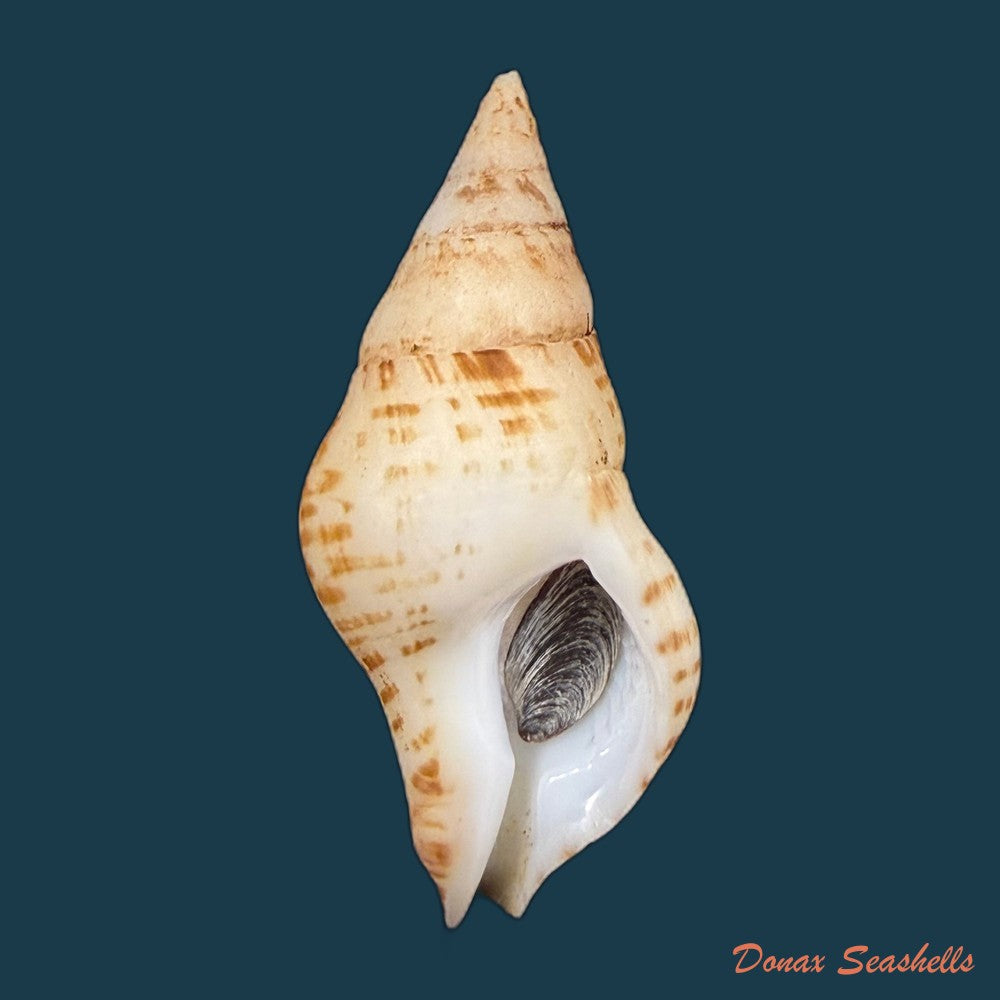 euthria-calypso-cosel-burnay-1983-42-1mm-copia