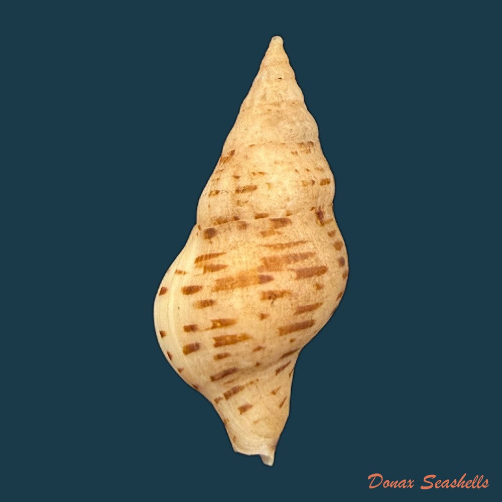 euthria-calypso-cosel-burnay-1983-43-9mm-copia