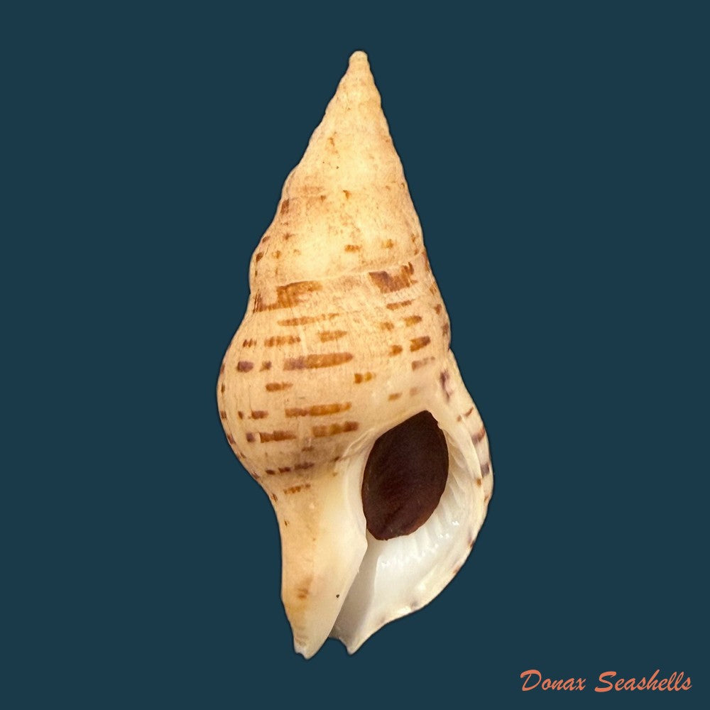 euthria-calypso-cosel-burnay-1983-43-9mm-copia