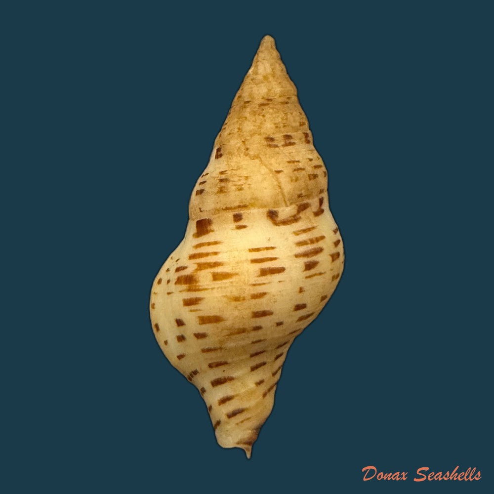 euthria-calypso-cosel-burnay-1983-44-8mm-copia