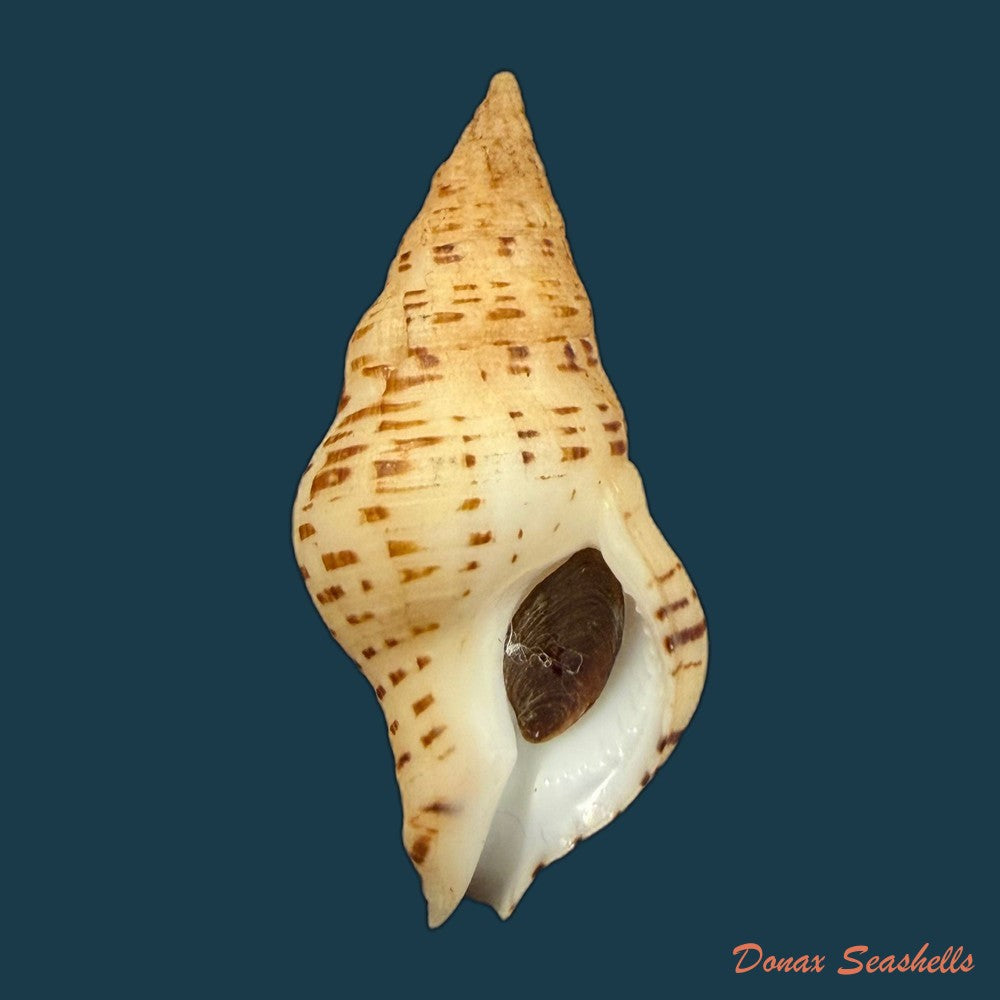 euthria-calypso-cosel-burnay-1983-44-8mm-copia