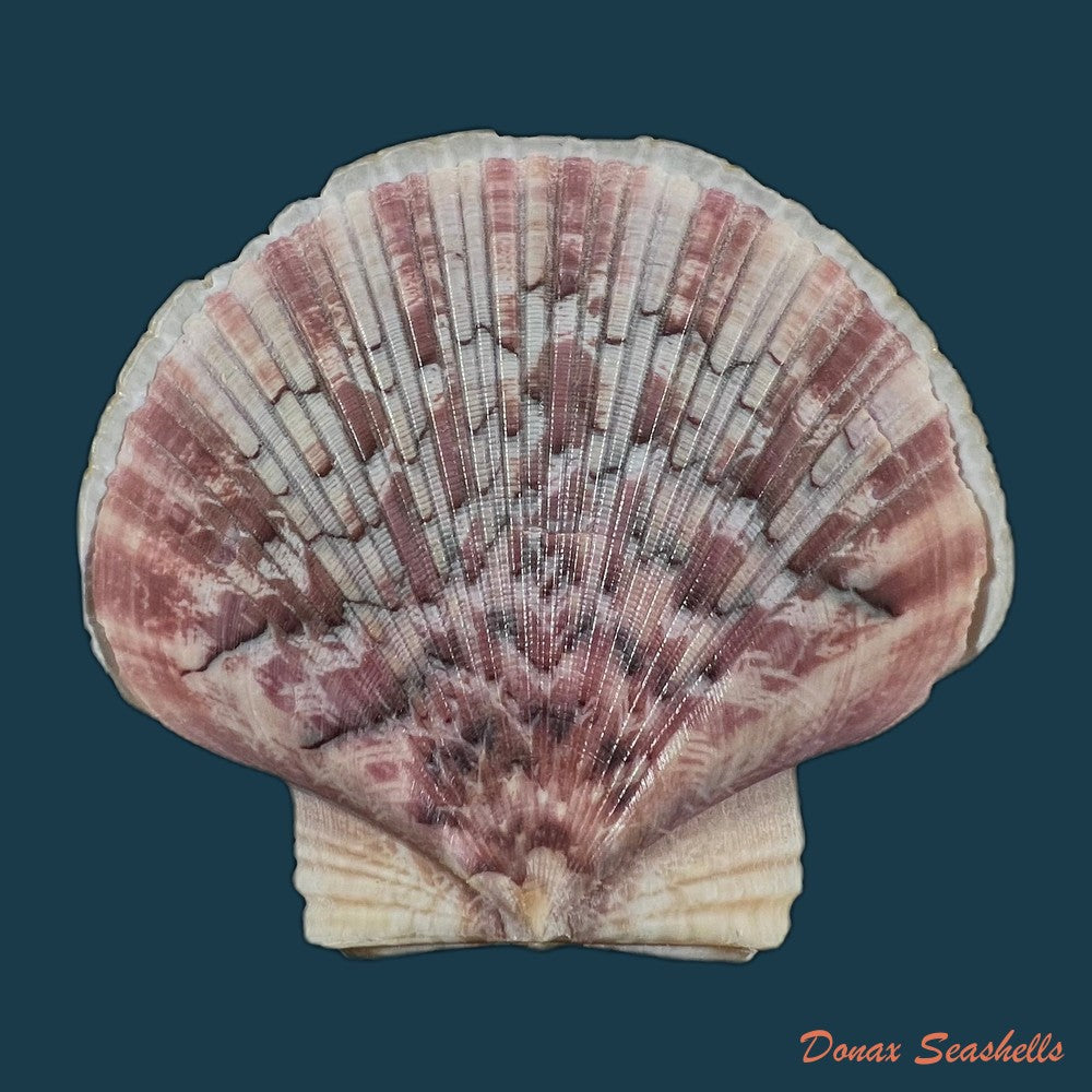 euvola-ziczac-linnaeus-1758-68mm-copia