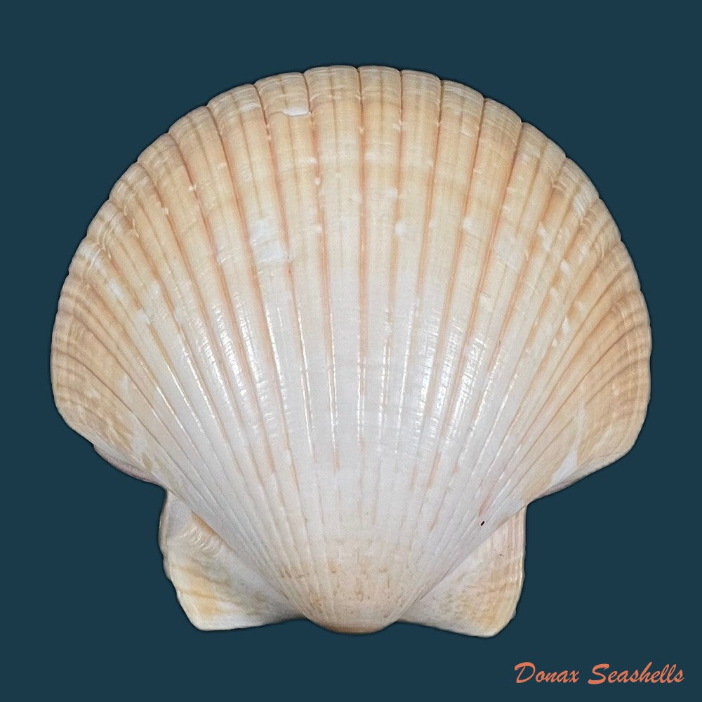 euvola-ziczac-linnaeus-1758-68mm-copia