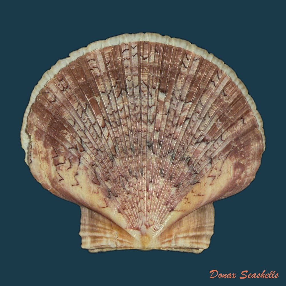 euvola-ziczac-linnaeus-1758-69-2mm-copia-1