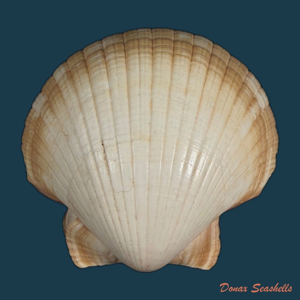 euvola-ziczac-linnaeus-1758-69-2mm-copia-1