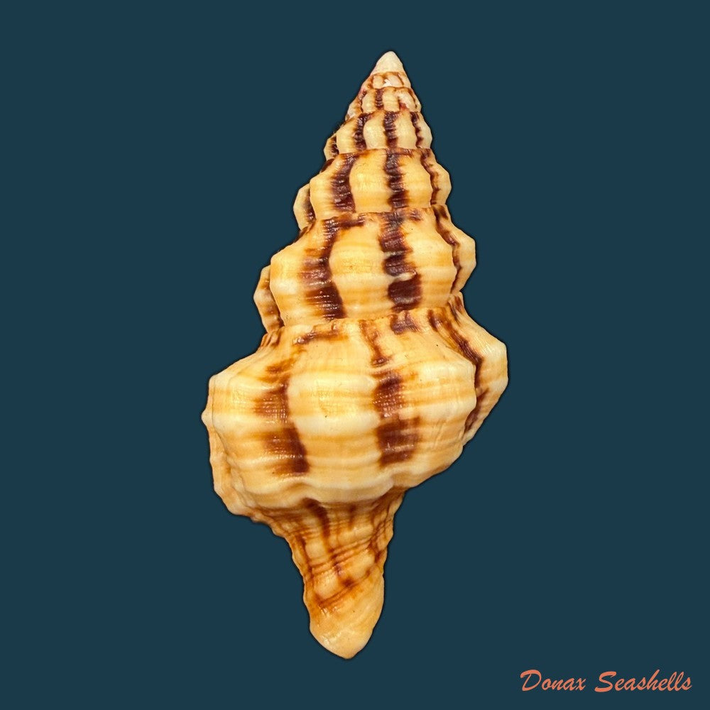 fasciolaria-tulipa-linnaeus-1758-137-6mm-copia