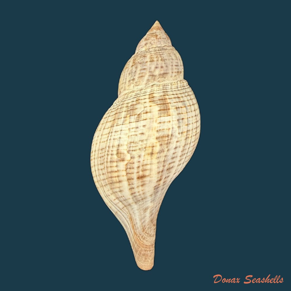 fasciolaria-tulipa-linnaeus-1758-177mm-copia