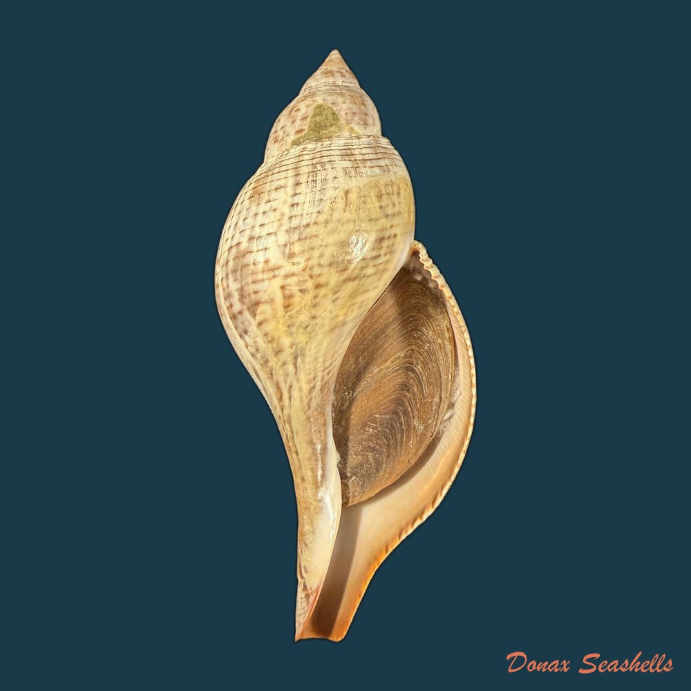 fasciolaria-tulipa-linnaeus-1758-177mm-copia