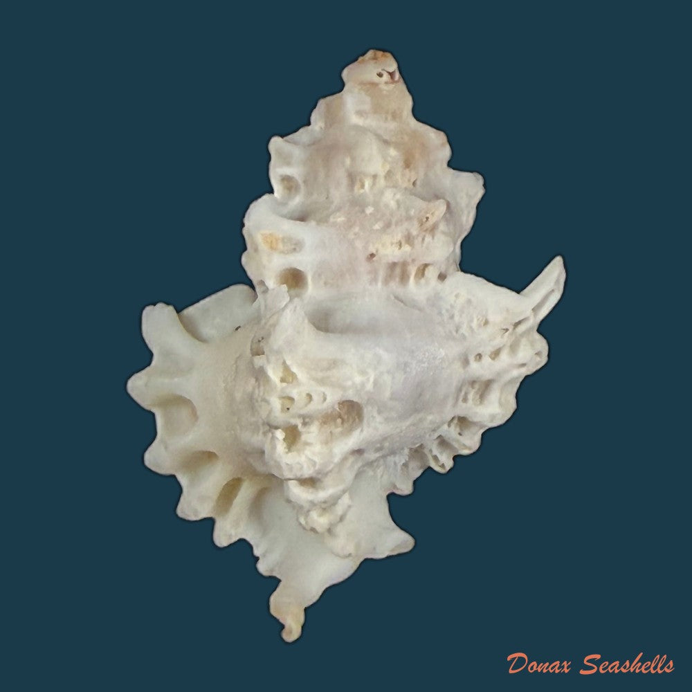favartia-alveata-kiener-1842-10-7mm-copia