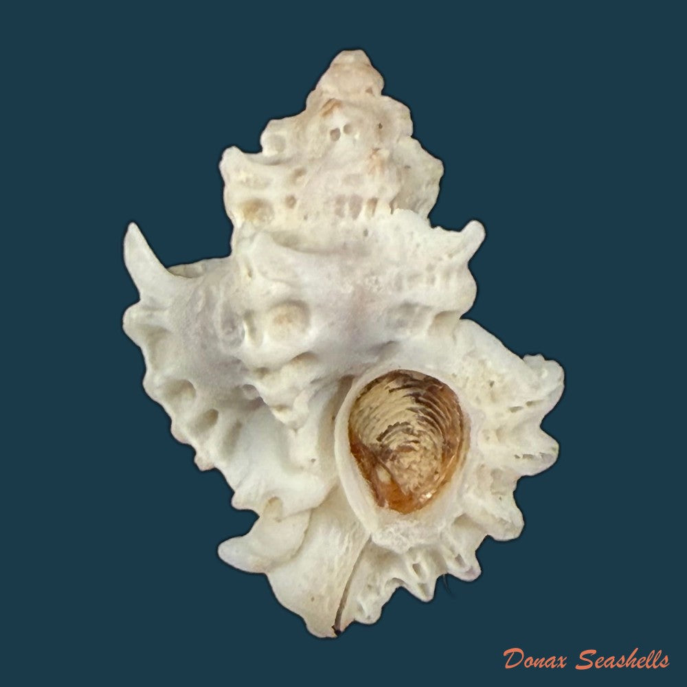 favartia-alveata-kiener-1842-10-7mm-copia