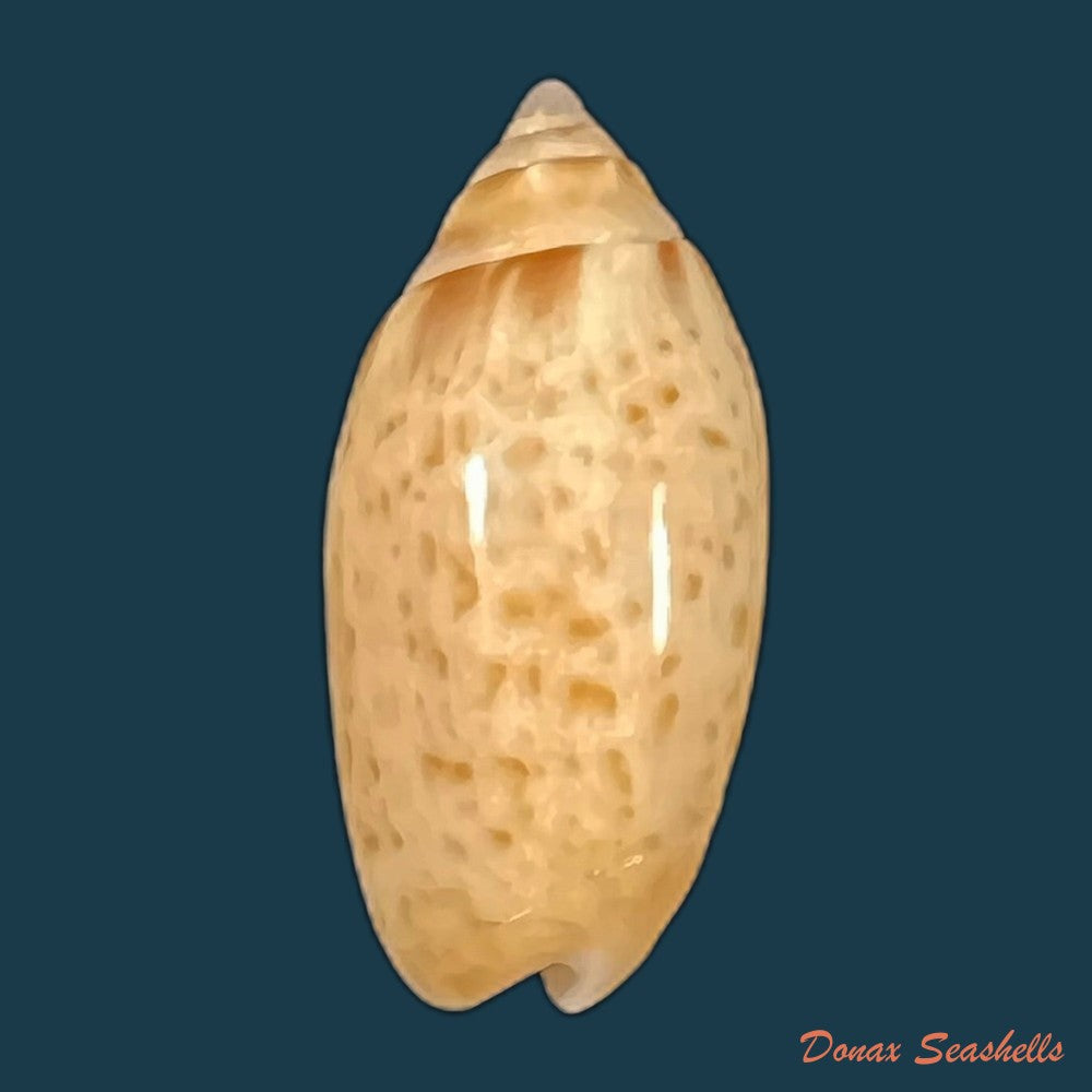 felicioliva-kaleontina-duclos-1835-22-1mm-copia