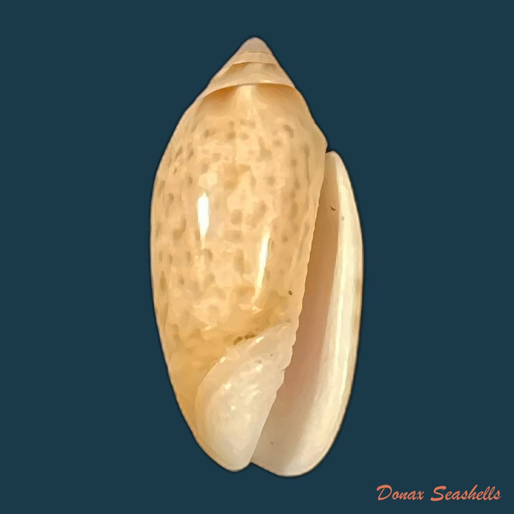 felicioliva-kaleontina-duclos-1835-22-1mm-copia
