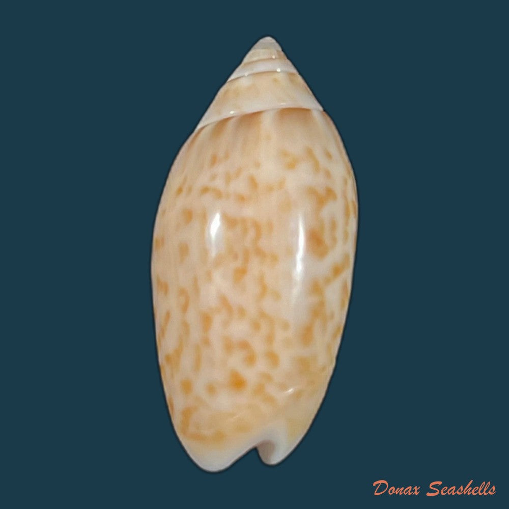 felicioliva-kaleontina-duclos-1835-22-3mm-copia