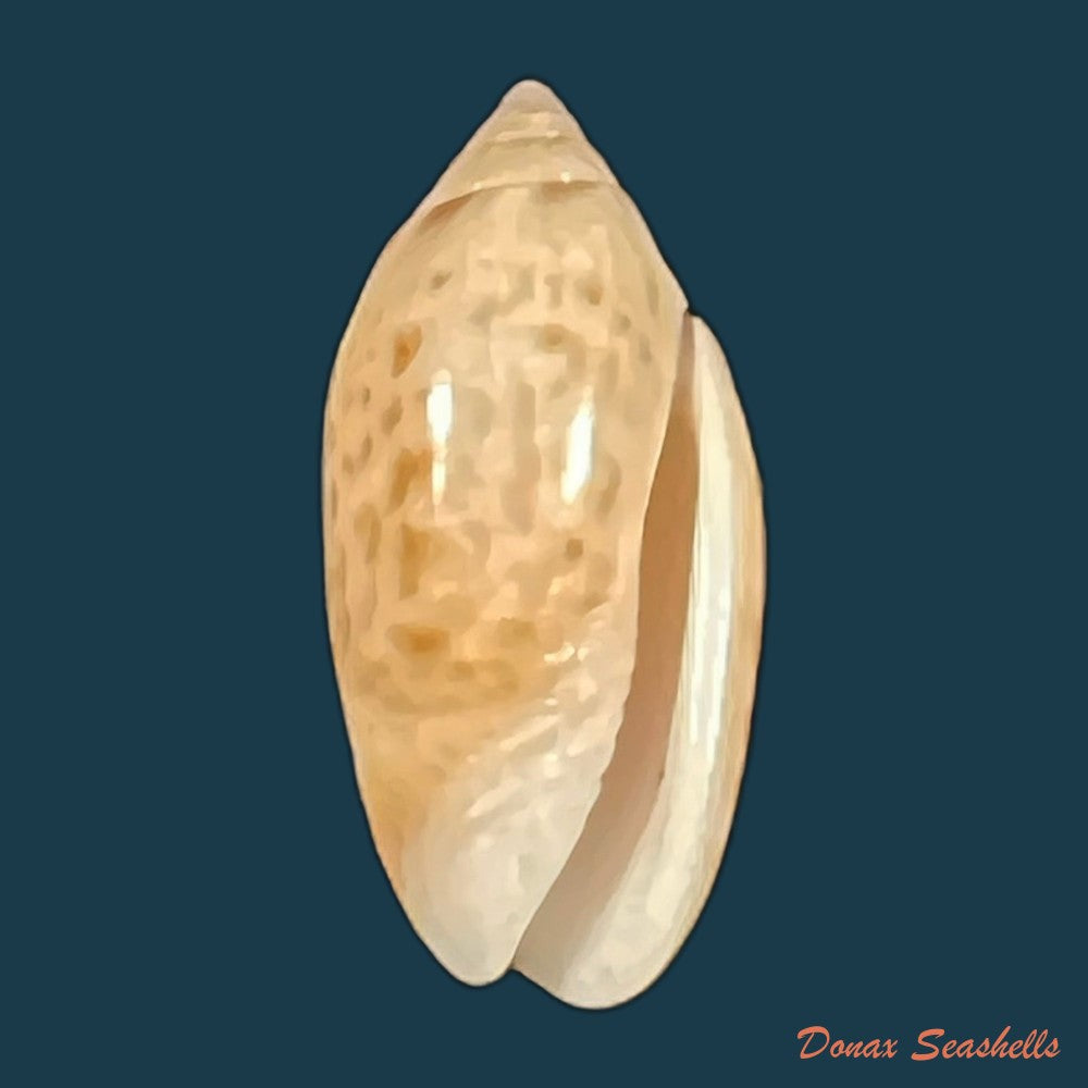 felicioliva-kaleontina-duclos-1835-22-3mm-copia