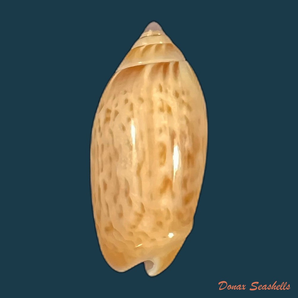 felicioliva-kaleontina-duclos-1835-23-4mm-copia