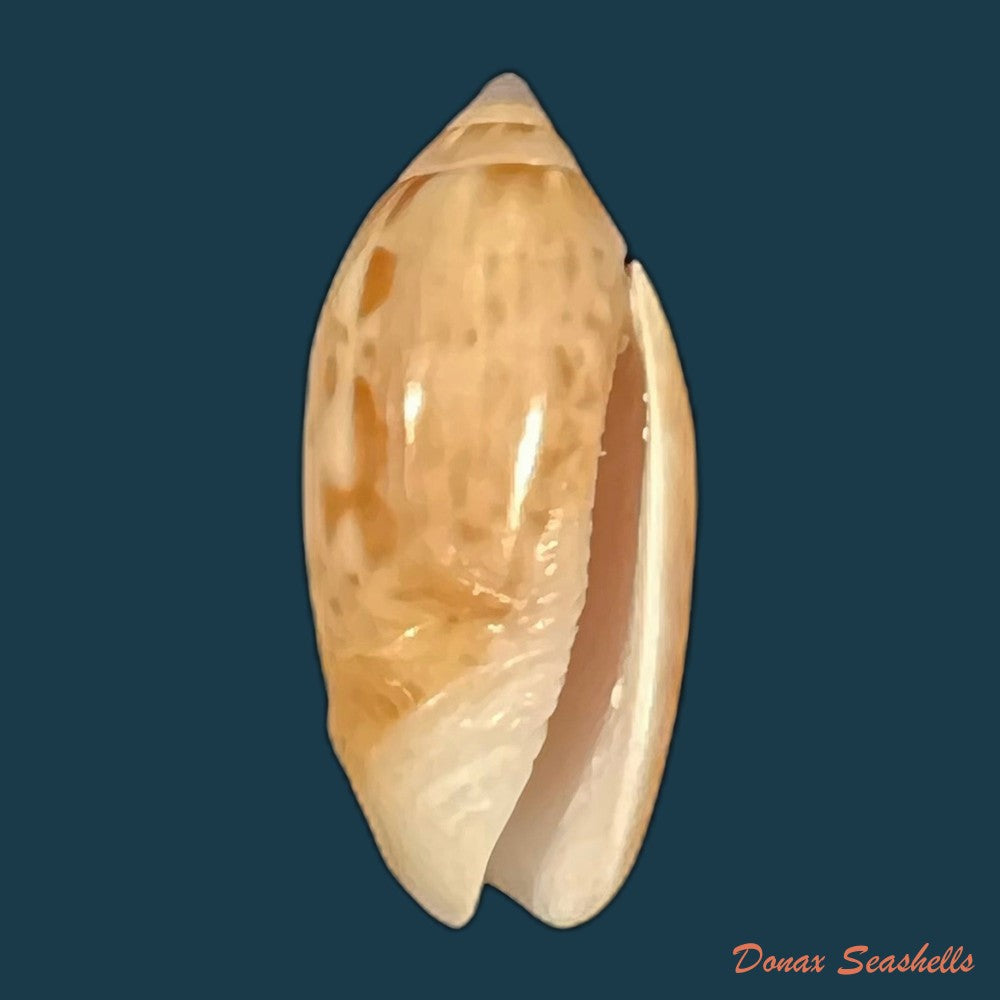 felicioliva-kaleontina-duclos-1835-23-4mm-copia