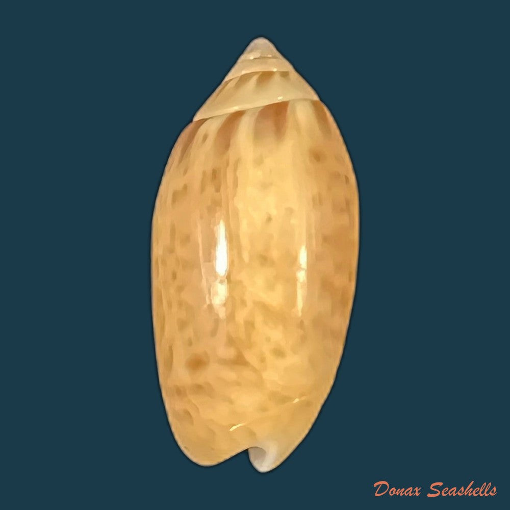 felicioliva-kaleontina-duclos-1835-23-5mm-copia