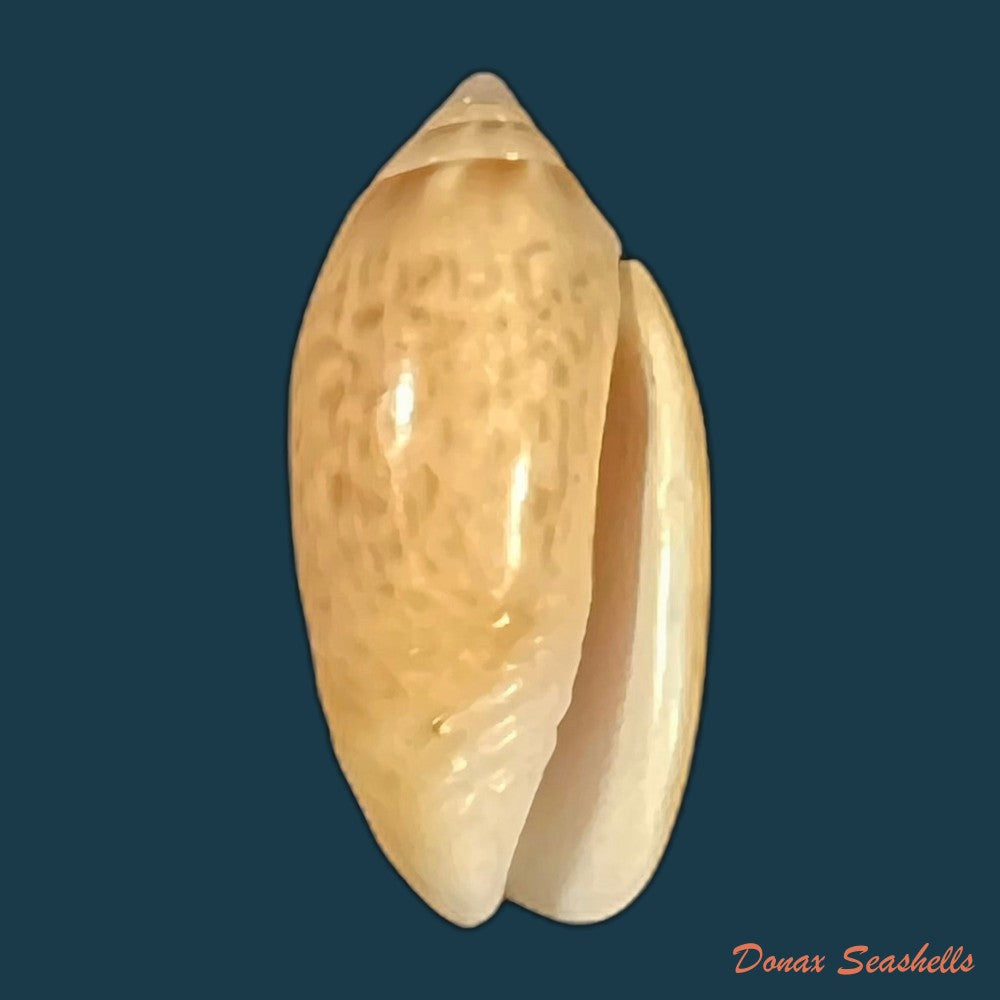 felicioliva-kaleontina-duclos-1835-23-5mm-copia