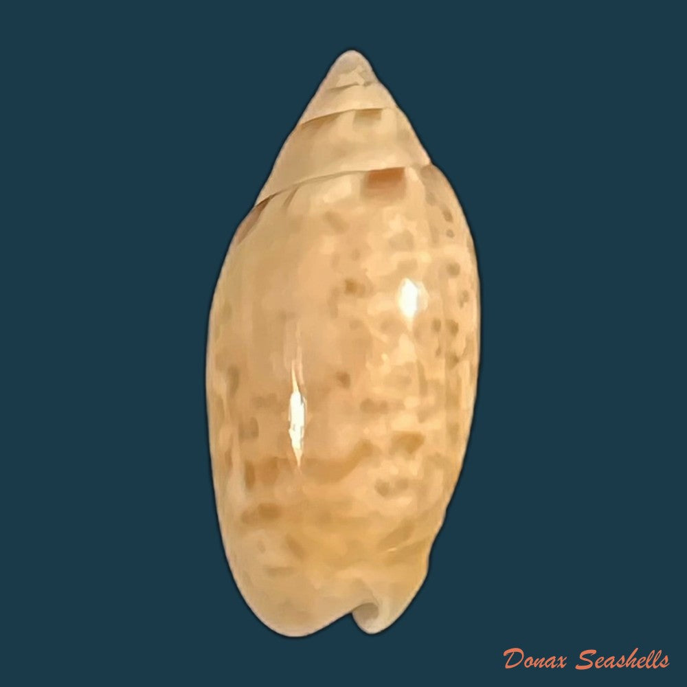 felicioliva-kaleontina-duclos-1835-23-7mm-copia-1
