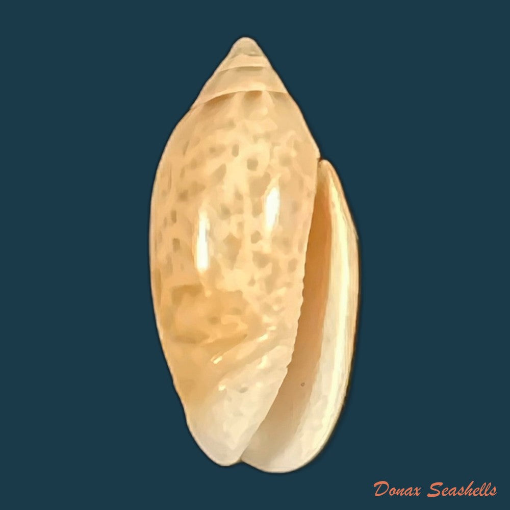 felicioliva-kaleontina-duclos-1835-23-7mm-copia-1