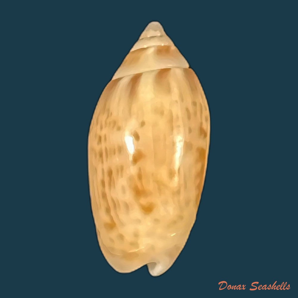felicioliva-kaleontina-duclos-1835-23-7mm-copia