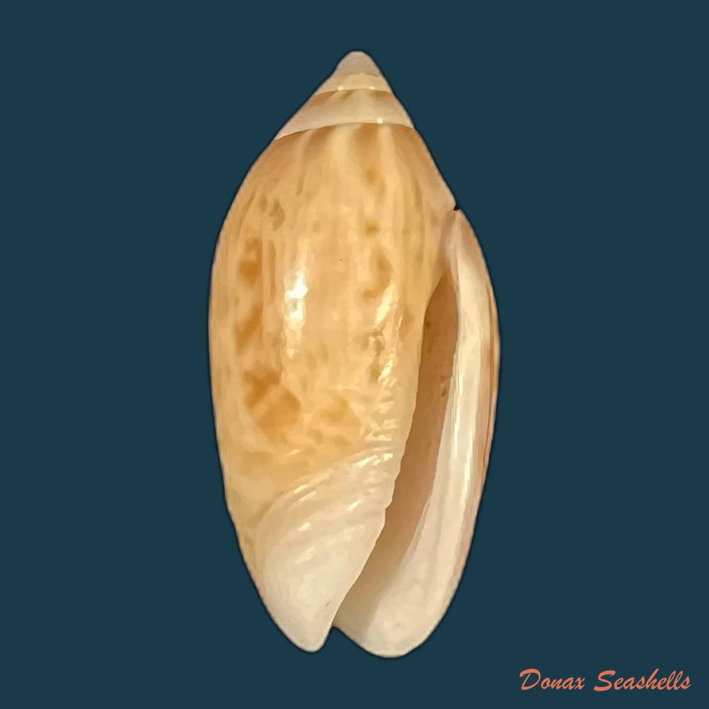 felicioliva-kaleontina-duclos-1835-23-7mm-copia