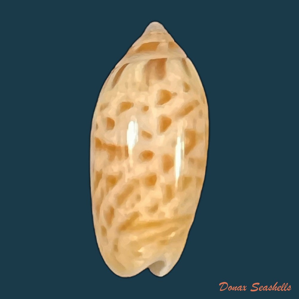felicioliva-kaleontina-duclos-1835-24mm-copia