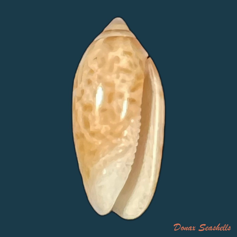 felicioliva-kaleontina-duclos-1835-24mm-copia